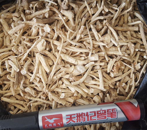 西洋参小丁2_副本.jpg