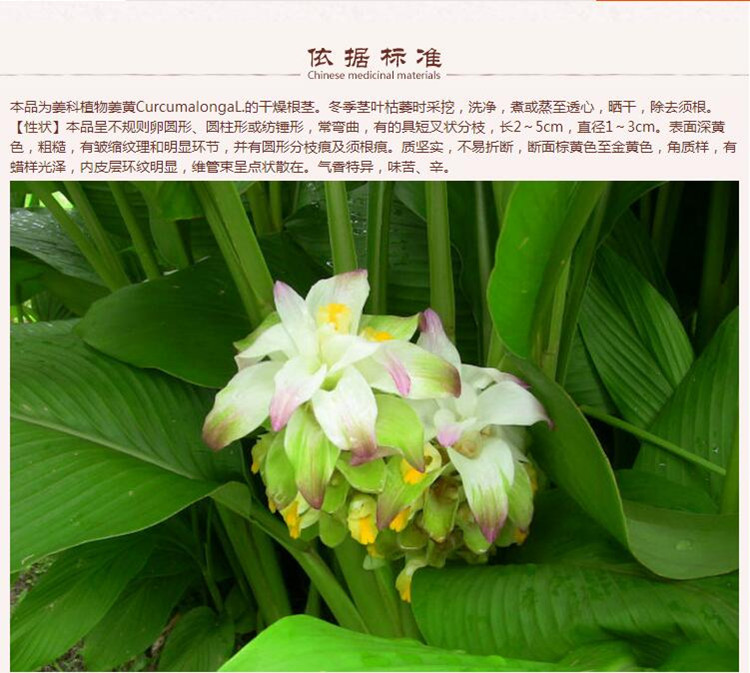 姜黄6.jpg