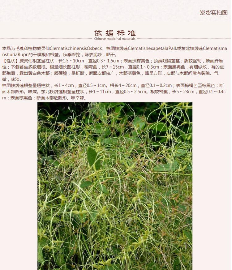 威灵仙5.jpg