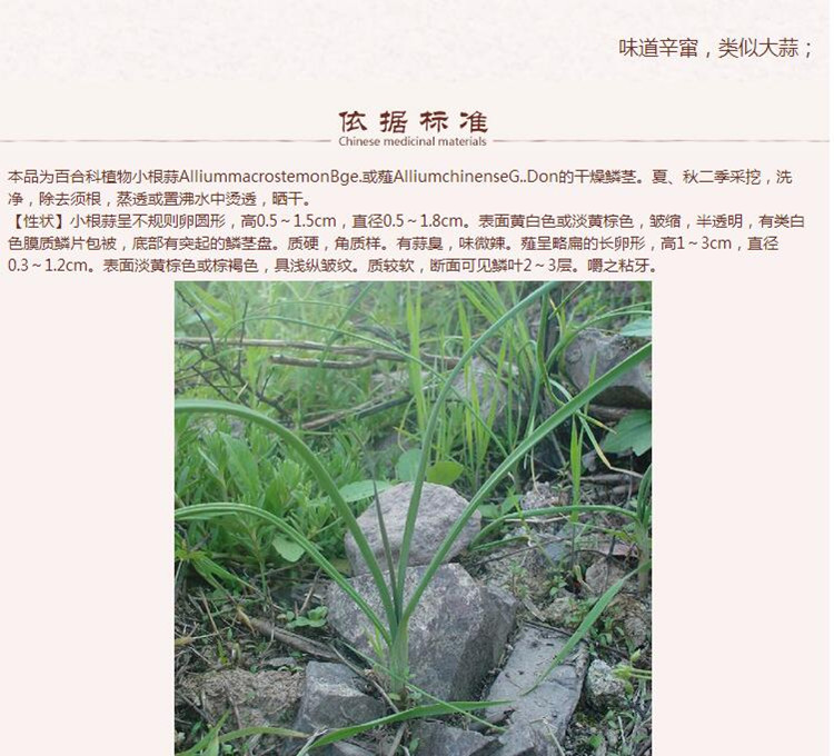 薤白6.jpg