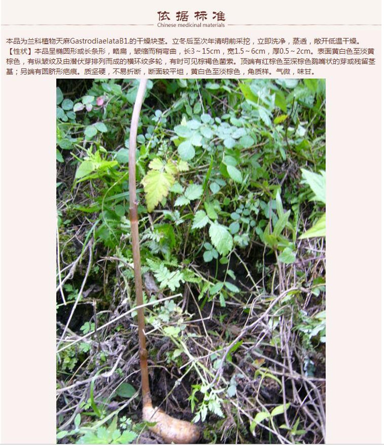 仿野生天麻7.jpg