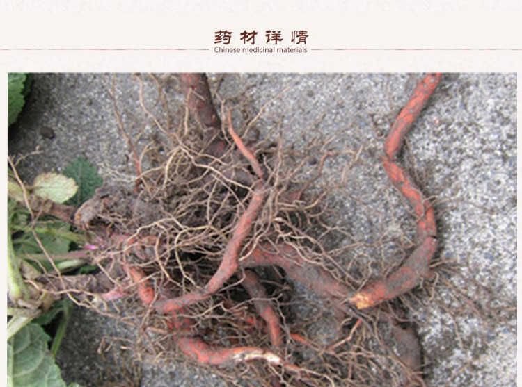 紫丹参选片2.jpg