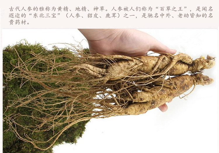 鲜人参4_.jpg