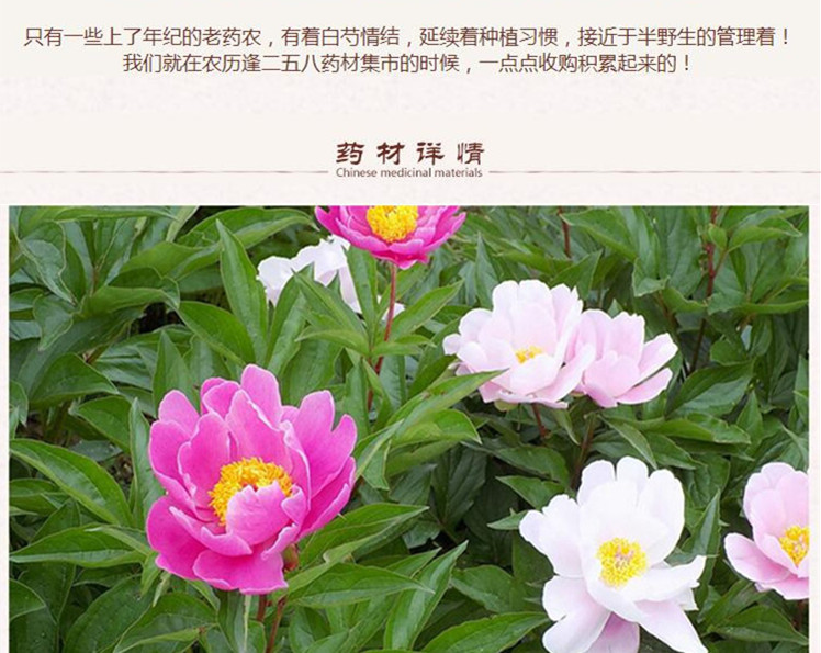 三等白芍2.jpg