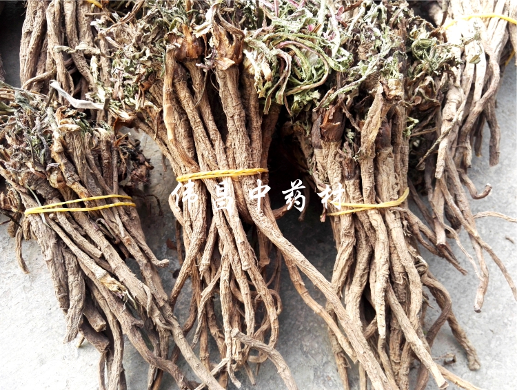蒲公英根20.jpg