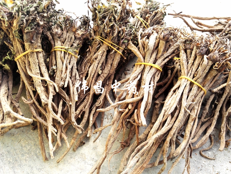 蒲公英根9.jpg
