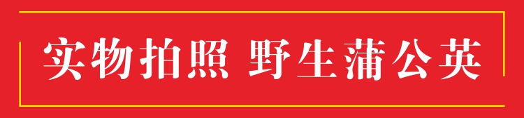 蒲公英根23.jpg
