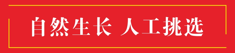 蒲公英根7.jpg