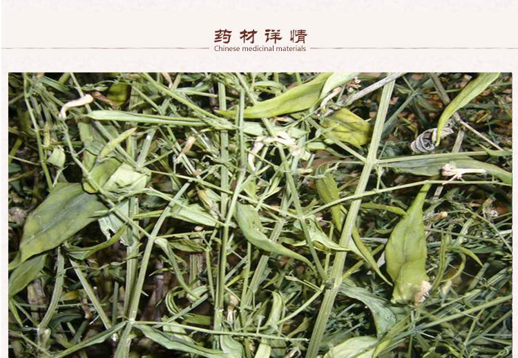 穿心莲1.jpg