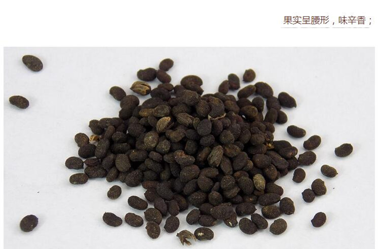 补骨脂5.jpg