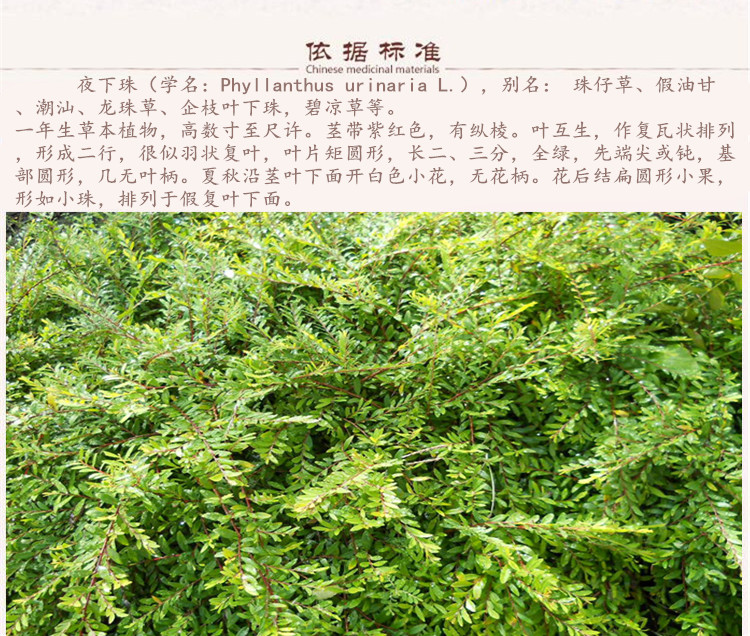 夜下珠5.jpg
