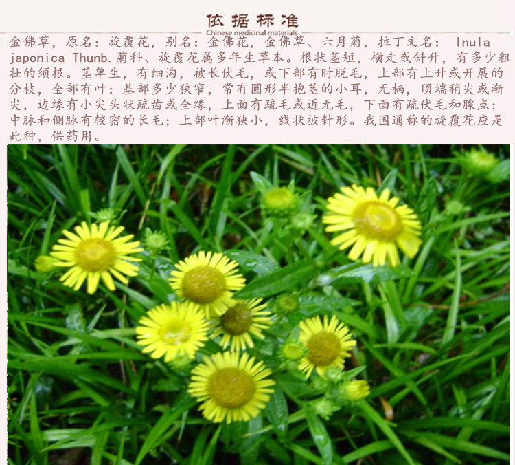 金佛草9.jpg