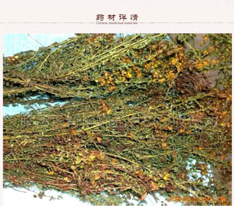 贯叶连翘2.jpg