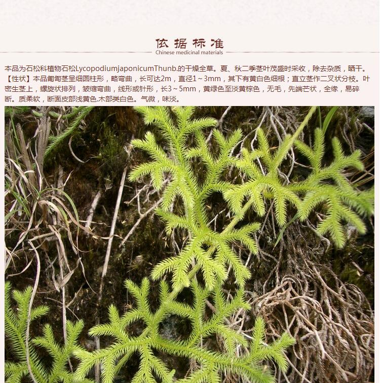 伸筋草5.jpg