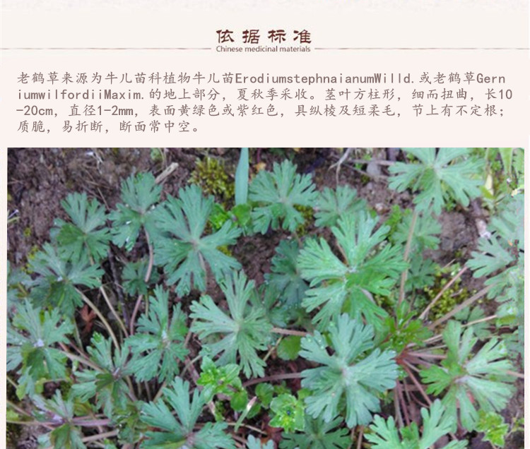 老鹤草5.jpg