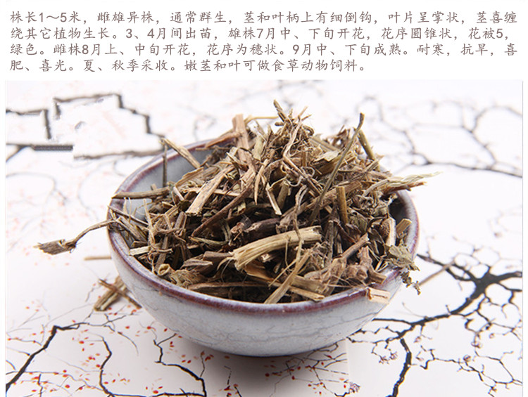 葎草4.jpg