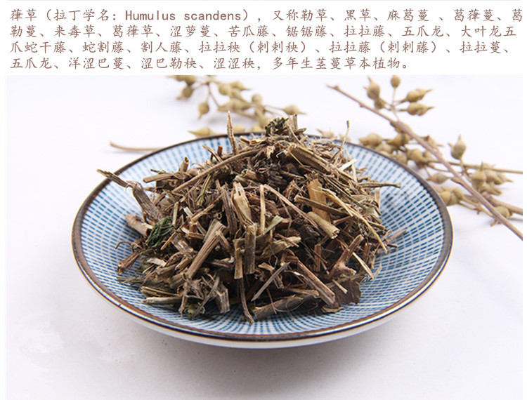 葎草3.jpg