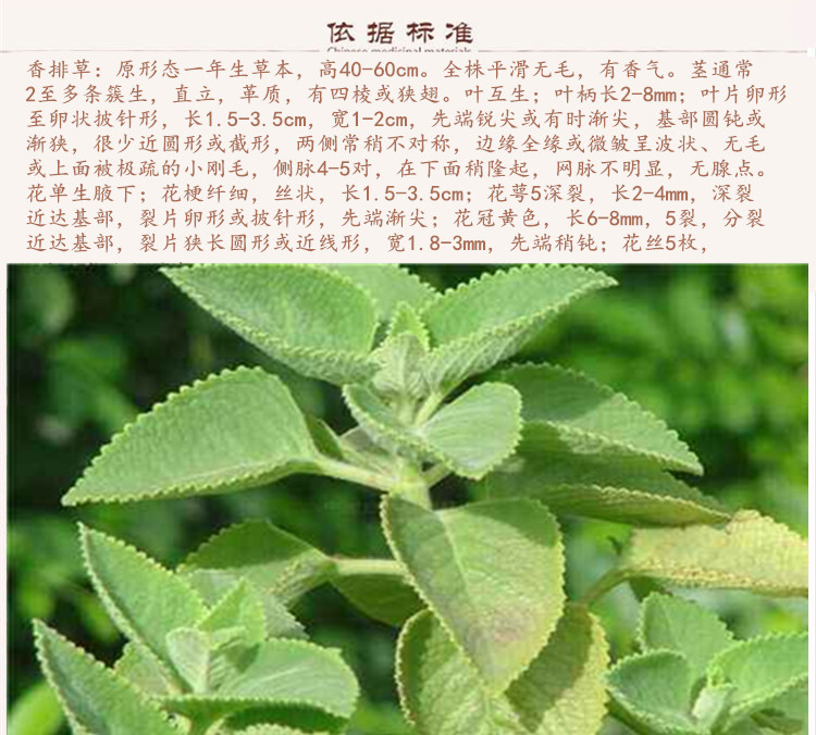 香排草9.jpg