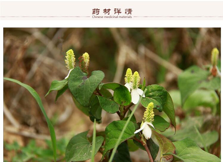 鱼腥草2.jpg