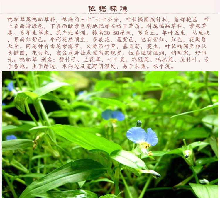 鸭拓草9.jpg