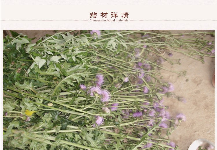 大蓟2.jpg