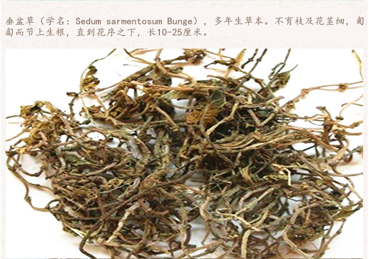 垂盆草4.jpg