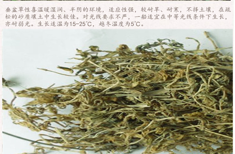 垂盆草3.jpg