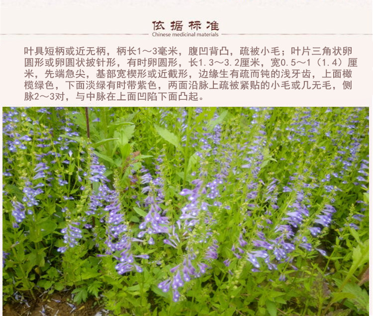 半枝莲5.jpg