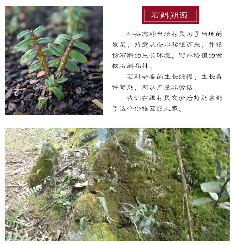 新铁皮石斛条8.jpg
