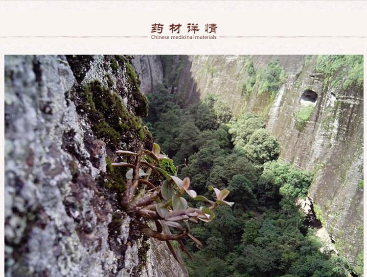 霍山石斛2.jpg