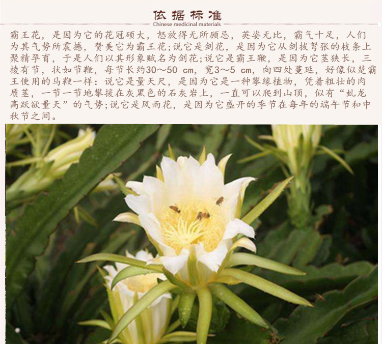 霸王花9.jpg