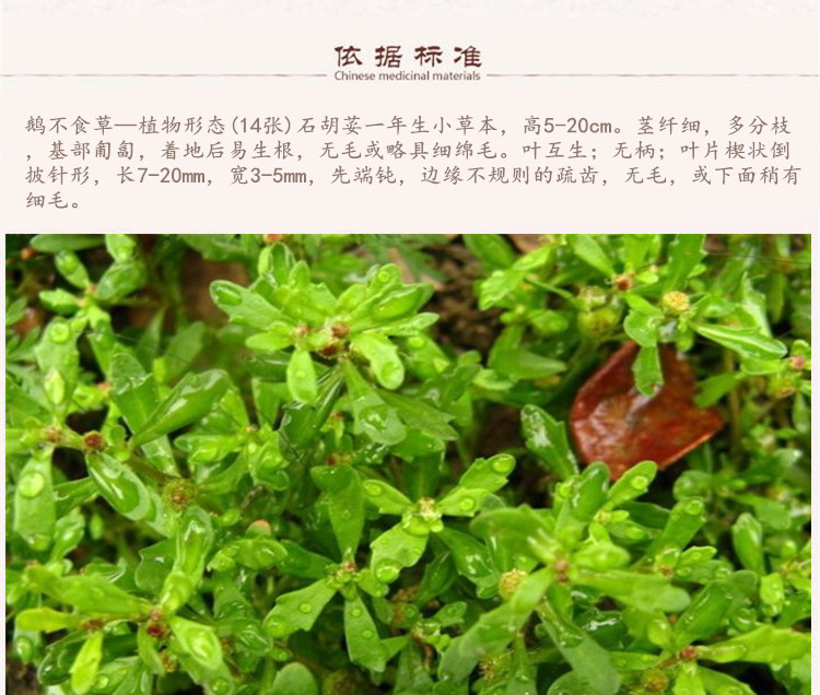 鹅不食草5.jpg