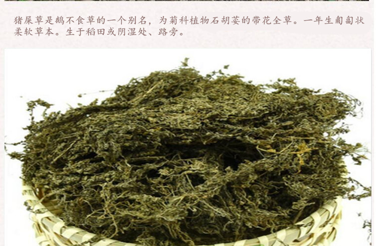 鹅不食草3.jpg