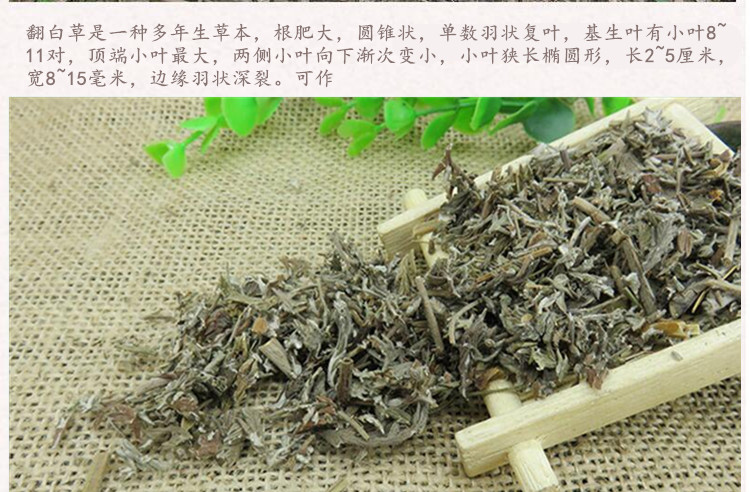 翻白草3.jpg