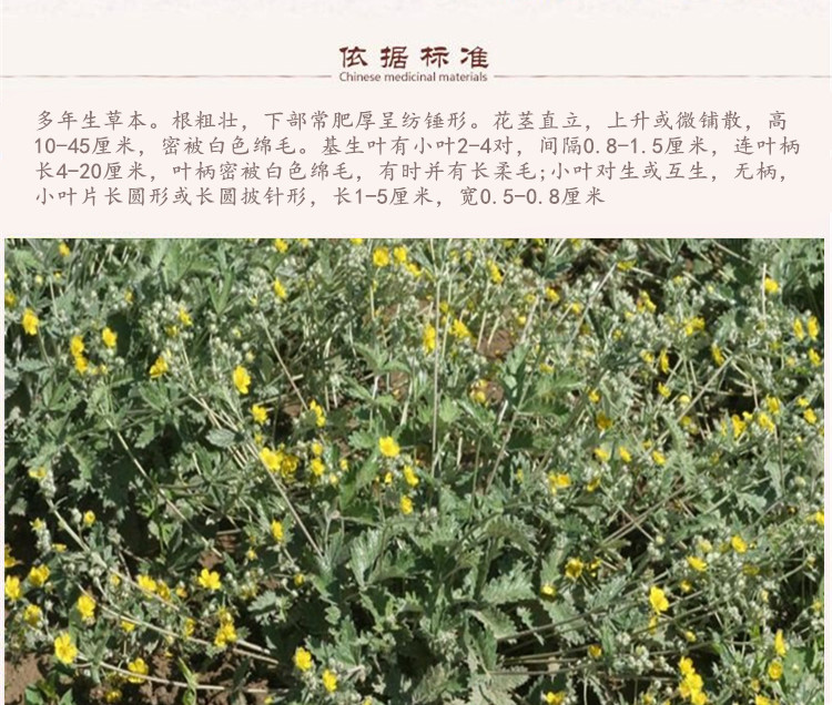 翻白草5.jpg