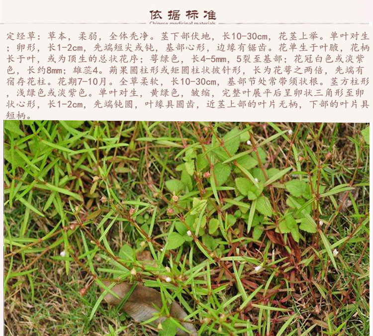 定经草9.jpg