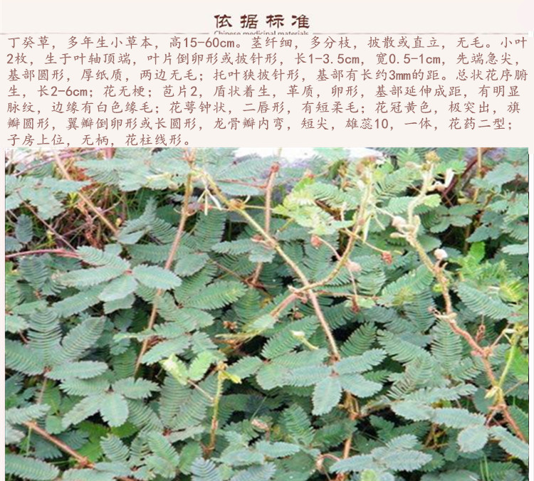 丁葵草2.jpg