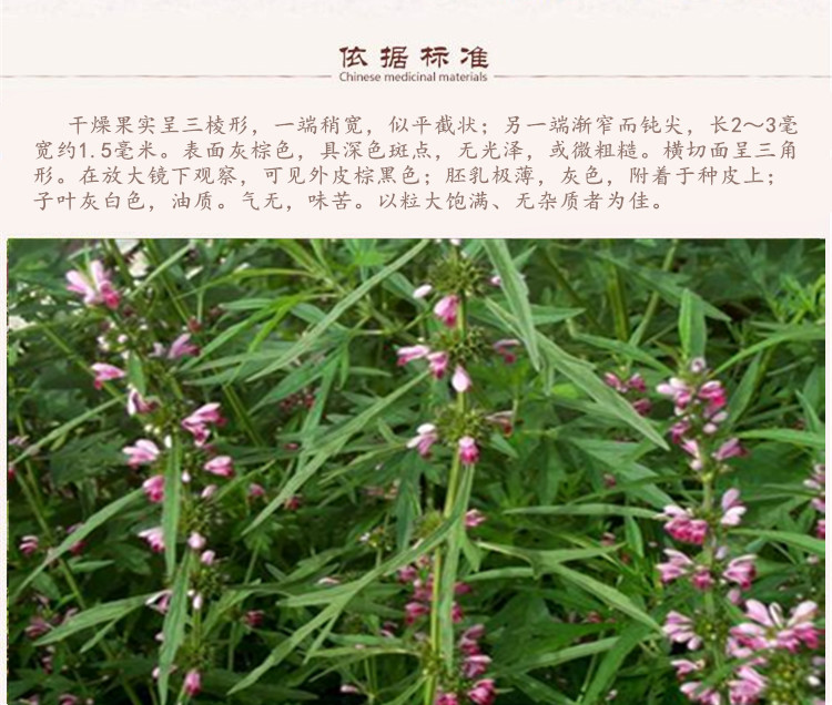 茺蔚子5.jpg