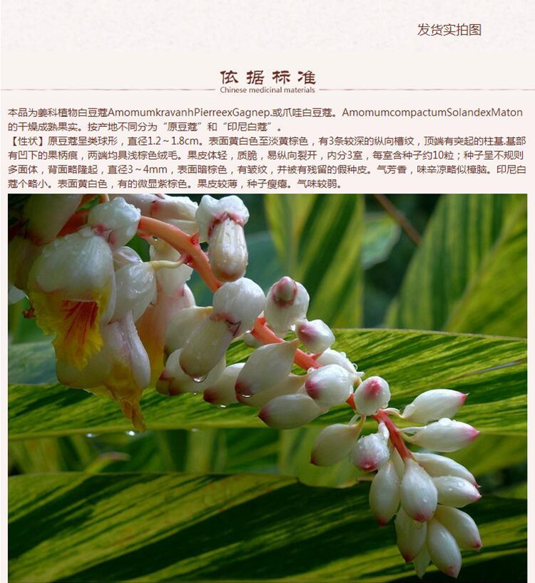红豆蔻6.jpg