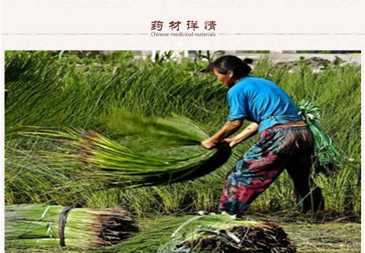 灯芯草2.jpg