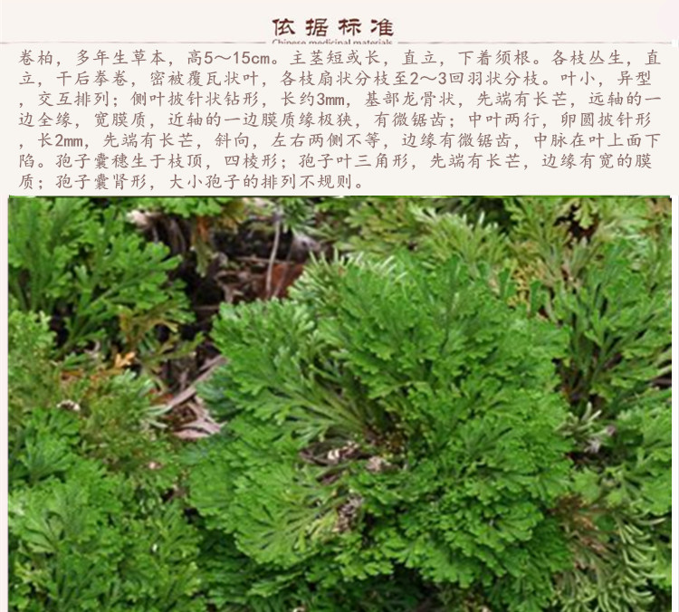 卷柏9.jpg