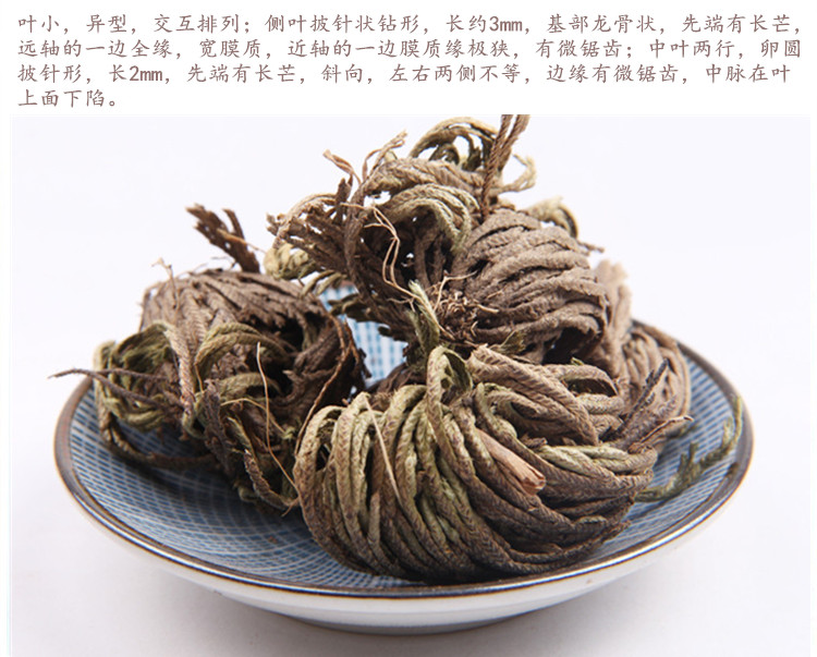 卷柏5.jpg