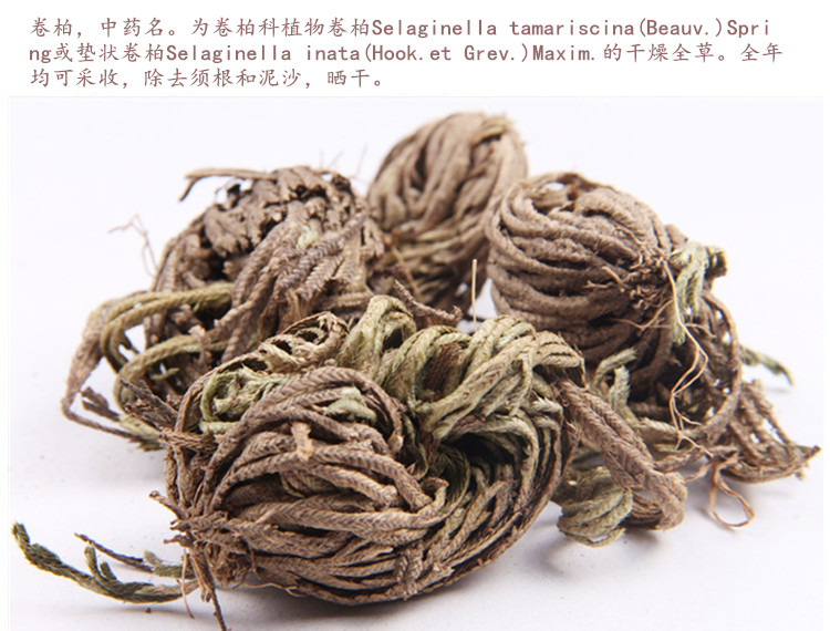 卷柏3.jpg