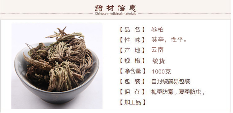 卷柏1.jpg