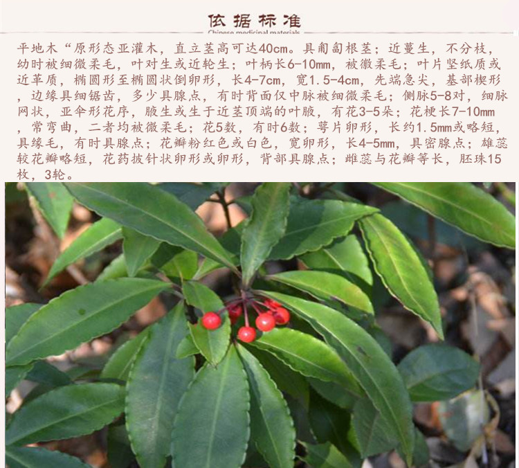 平地木9.jpg