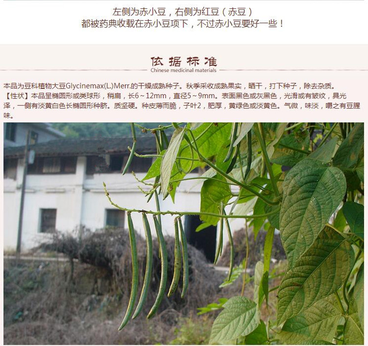 赤小豆5.jpg