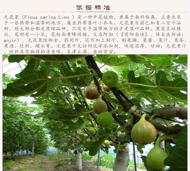 无花果9.jpg