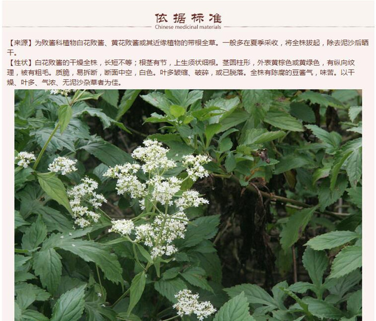 败酱草5.jpg
