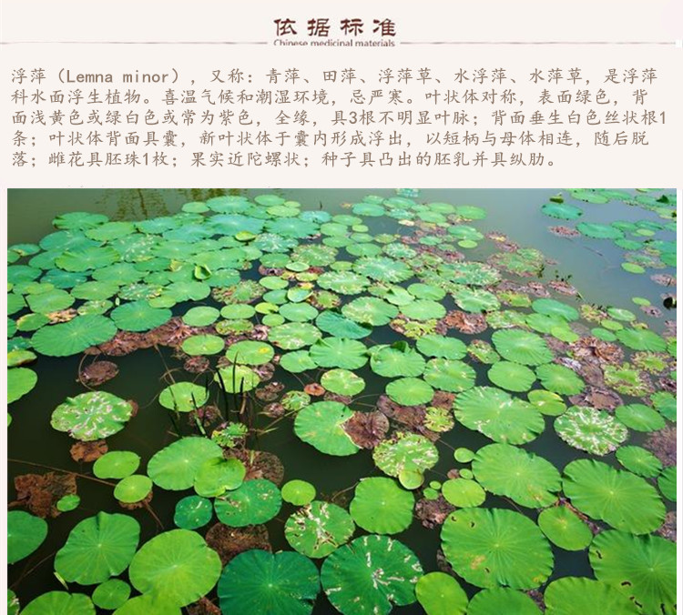浮萍9.jpg