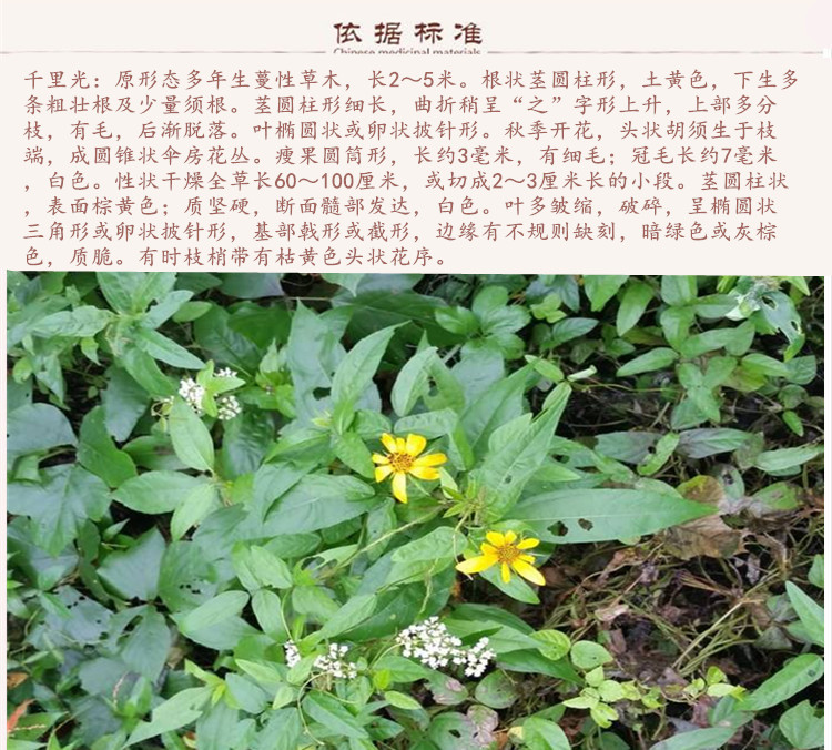 千里光2.jpg
